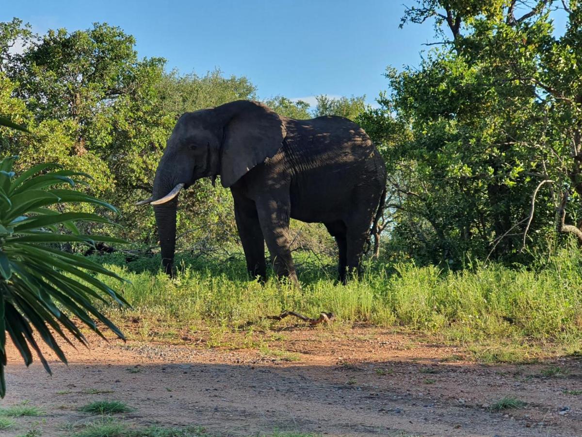 Masorini Bush Lodge & Safari Tents Phalaborwa Buitenkant foto