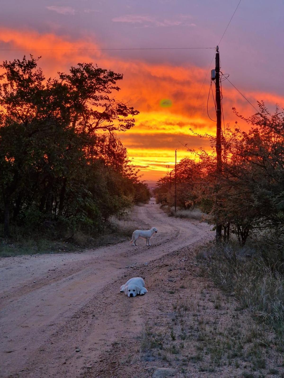 Masorini Bush Lodge & Safari Tents Phalaborwa Buitenkant foto